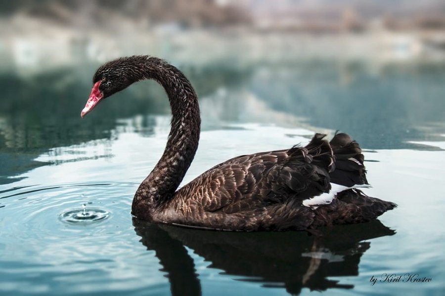 Swan Pic Banner Image